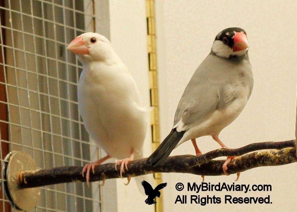 White and Normal Java Sparrow (Java Finch) | My Bird Aviary